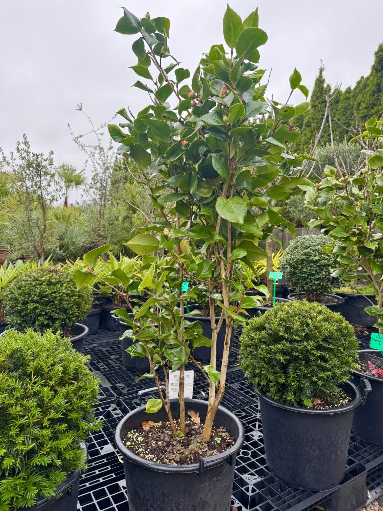 Bamboe Fargesia "Campbell"