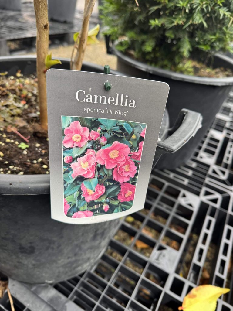 Mediterrane potgrond