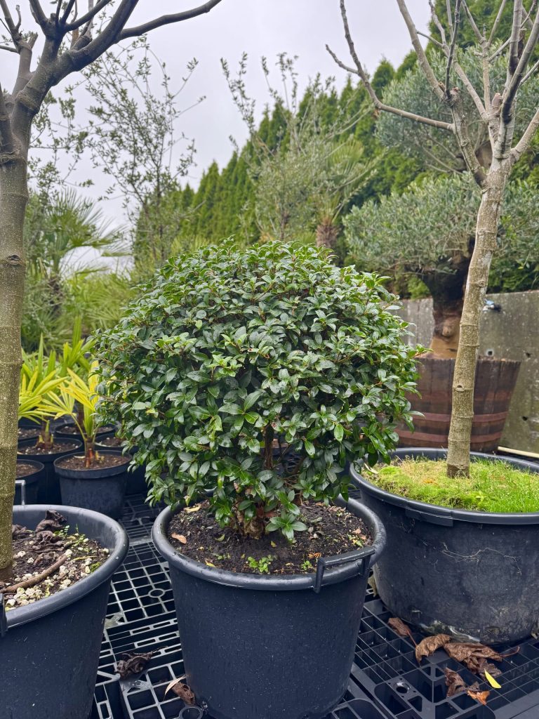 Voorjaarscollectie 2026: 30+ nieuwe soorten in de kwekerij