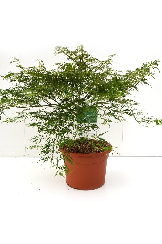 5 tips voor een mediterrane tuin in Nederland