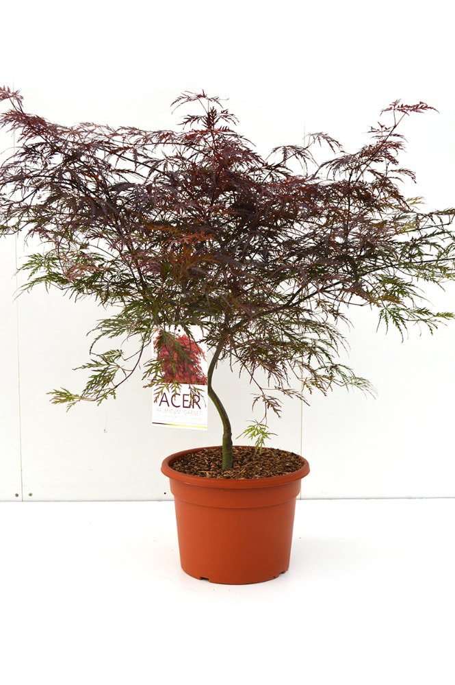 Voorjaarscollectie 2026: 30+ nieuwe soorten in de kwekerij