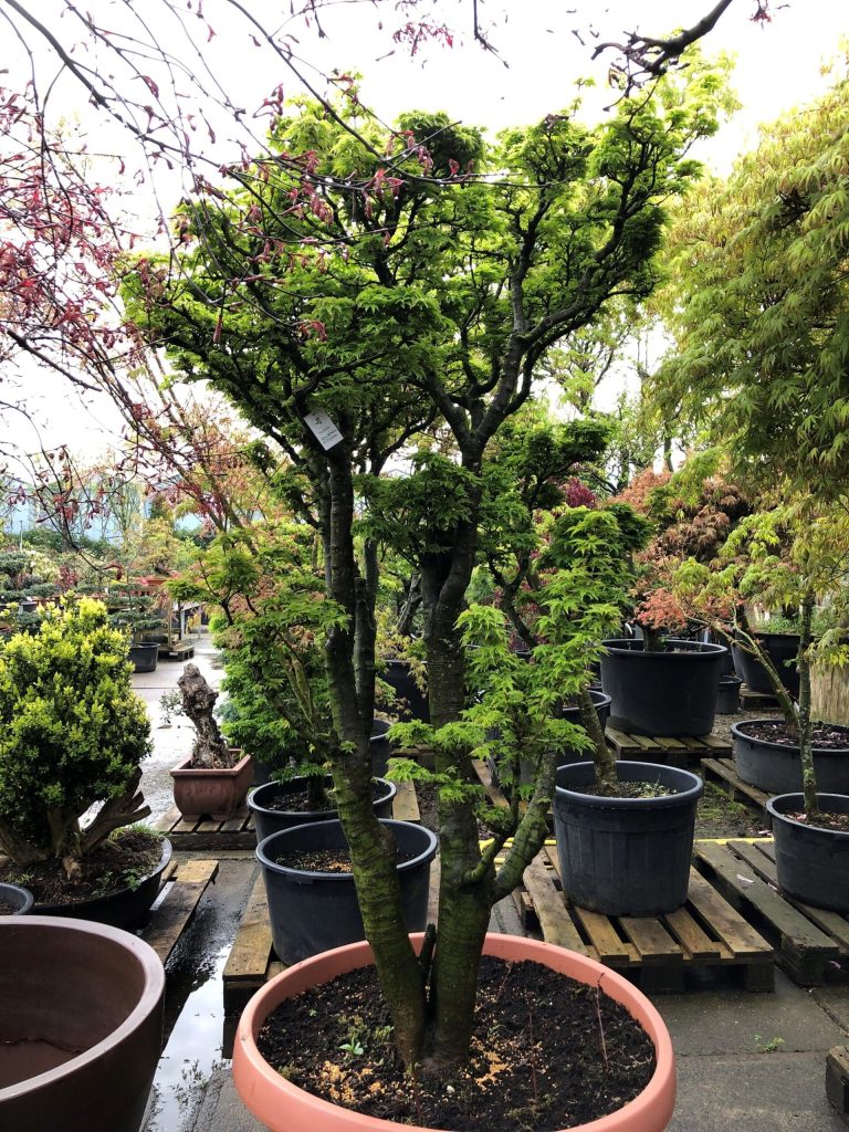 Hoe verzorg je een Japanse esdoorn in de winter?