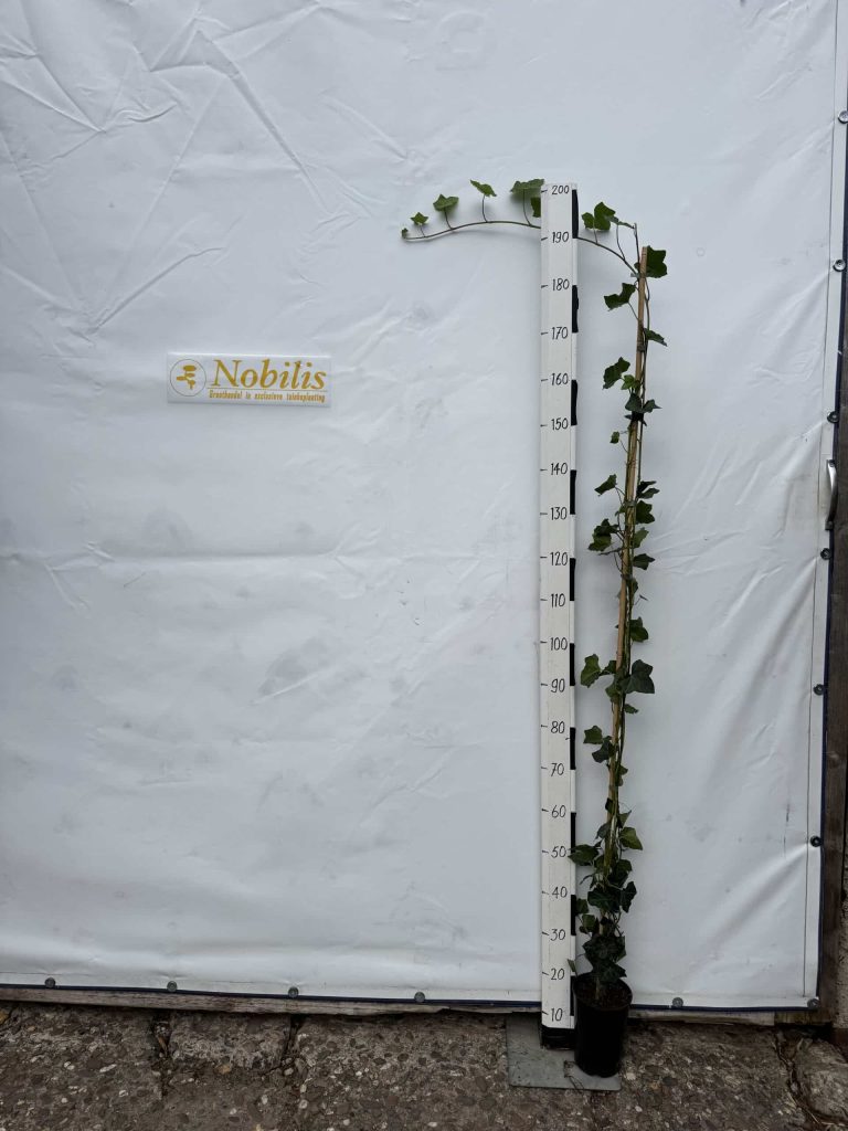 Hoe verzorg je een Japanse esdoorn in de winter?