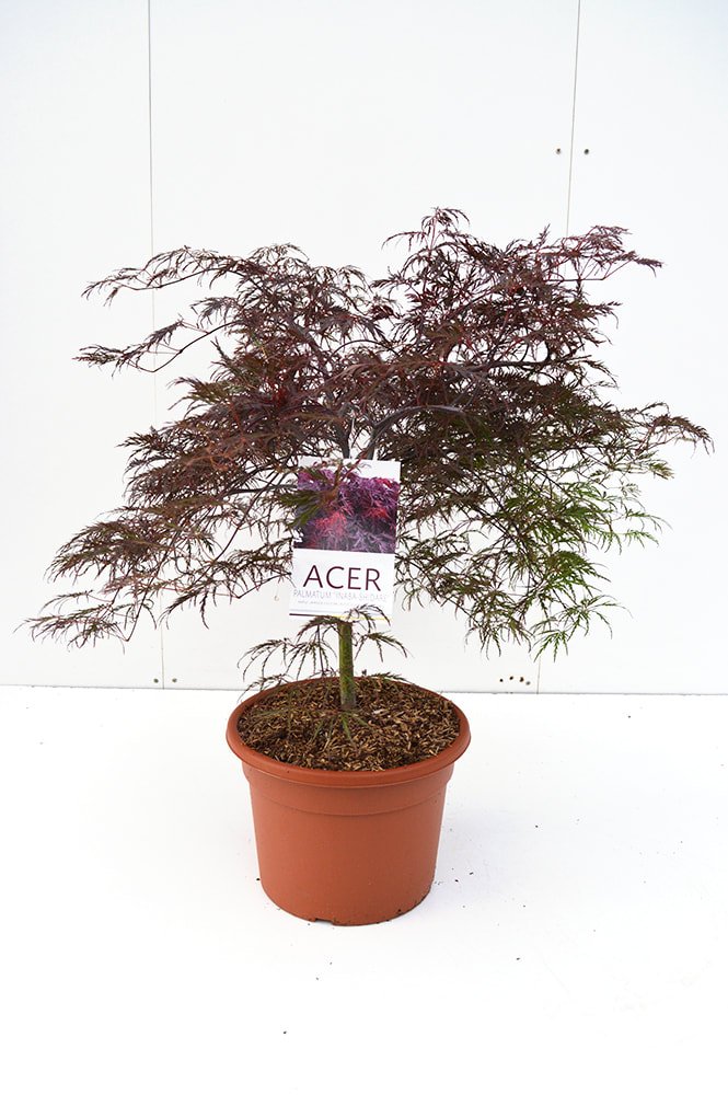 Mediterrane potgrond