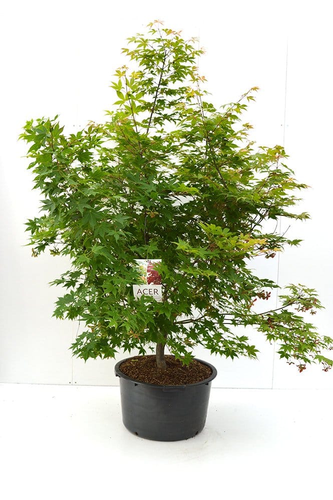 Bomen huren voor uw event — alles wat u moet weten