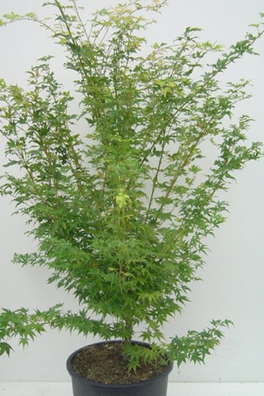 Mediterrane potgrond