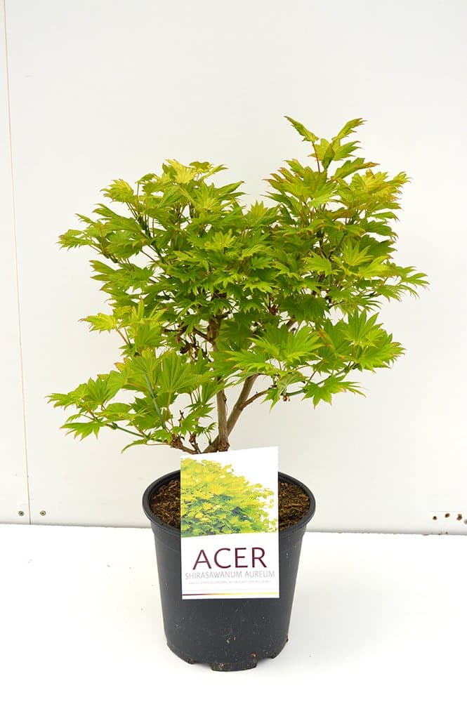 Biologische aanplantgrond