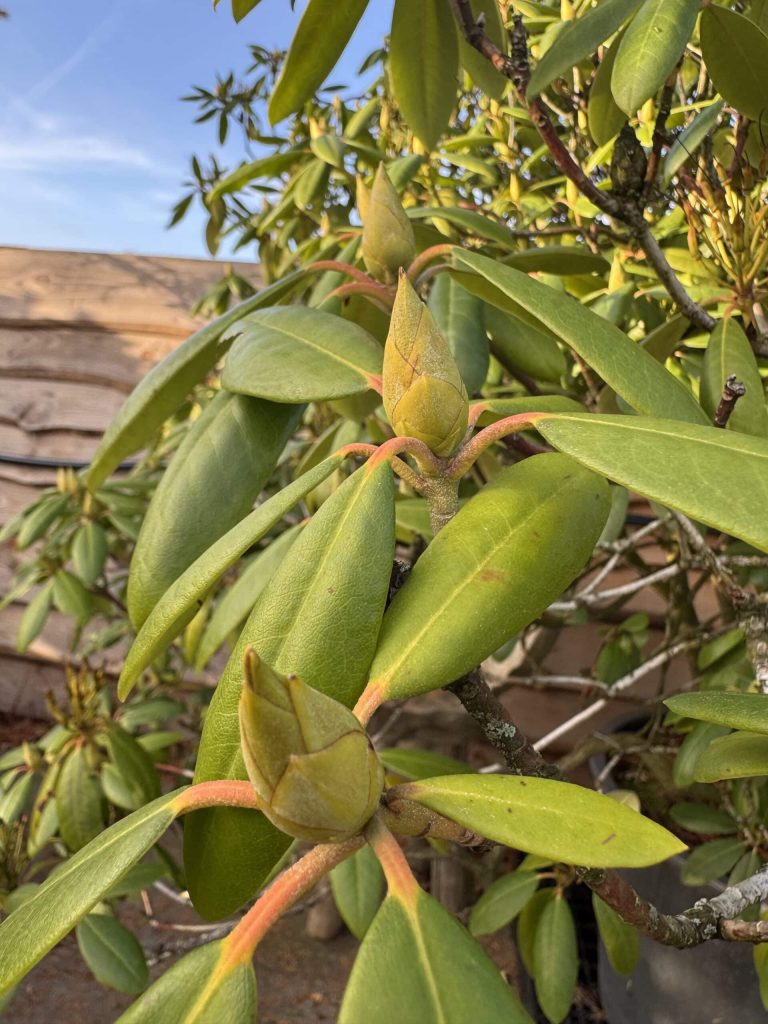 Bomen huren voor uw event — alles wat u moet weten