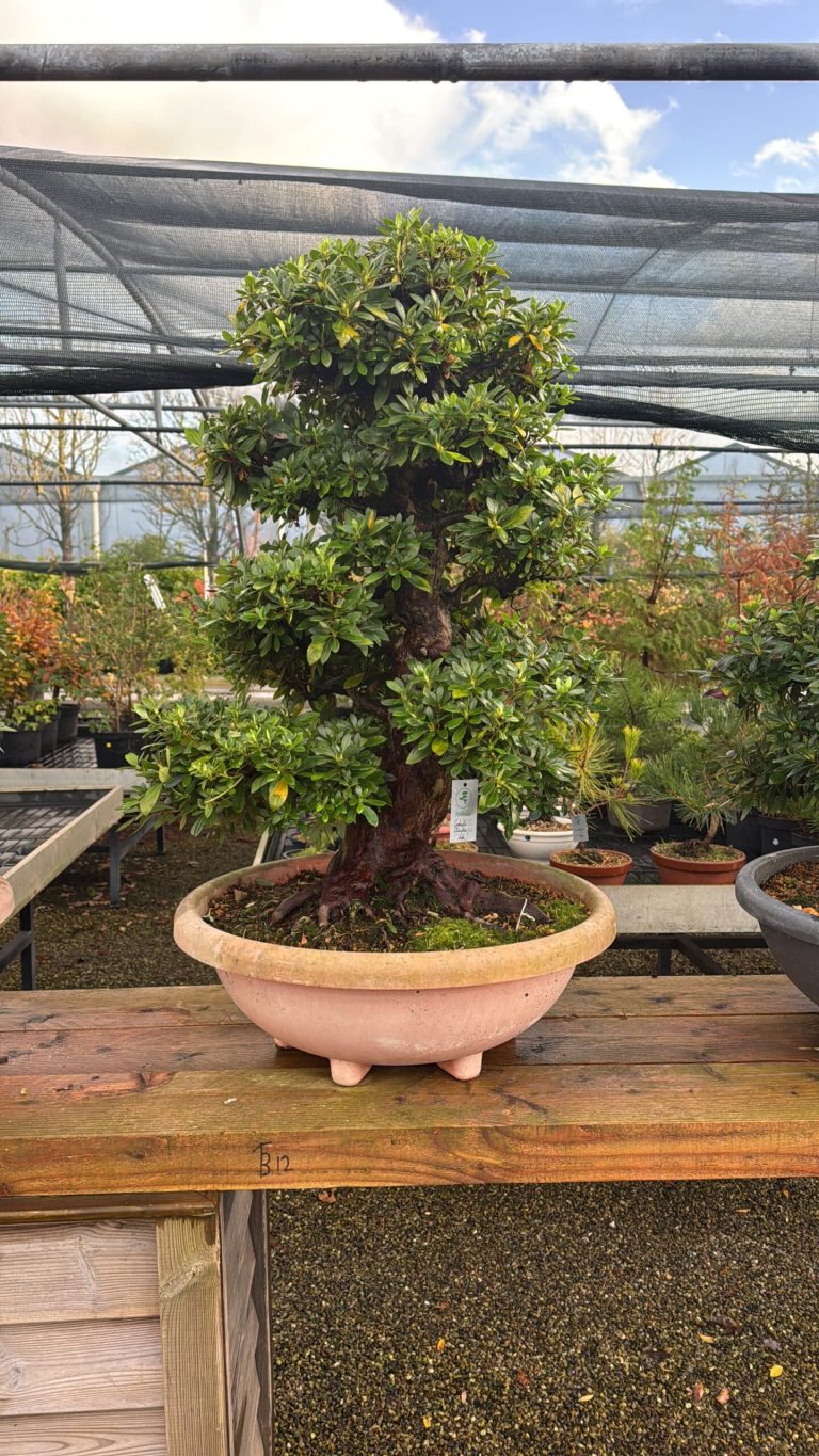 Mediterrane potgrond