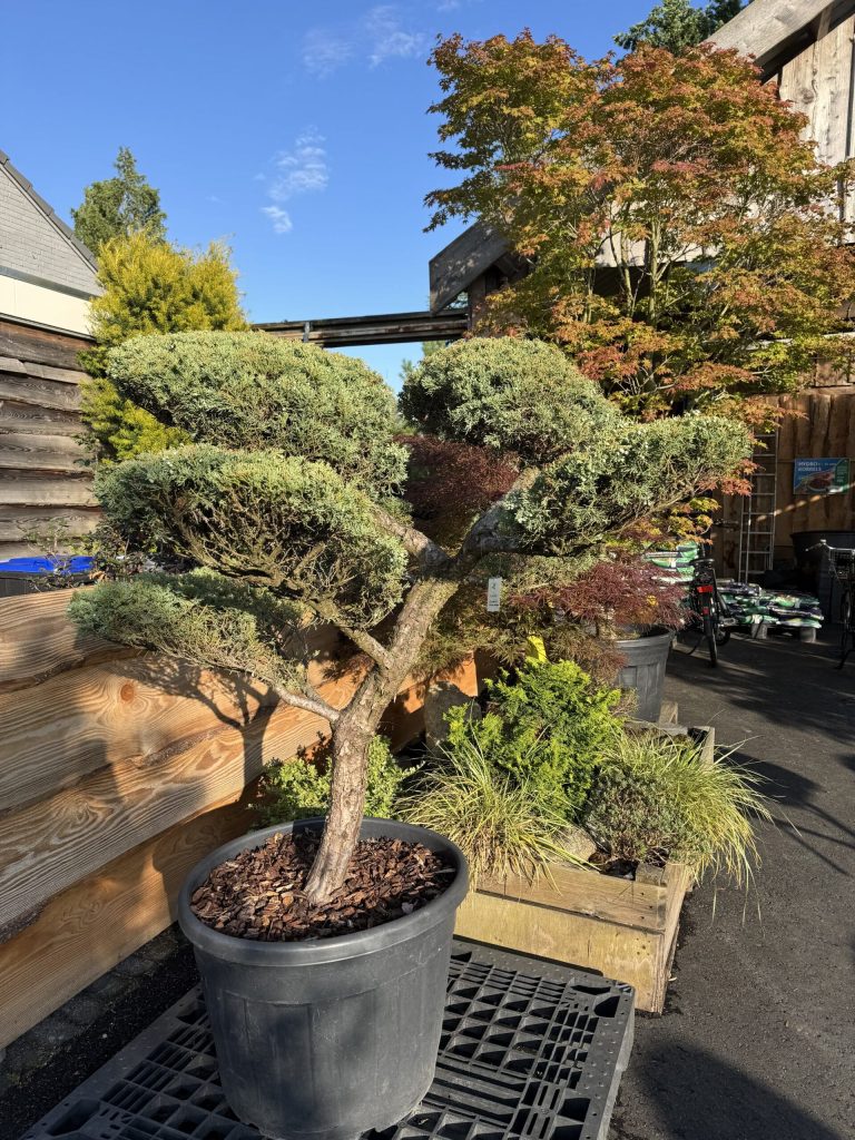 Zelf een niwaki snoeien — meld u aan voor de mei-workshop