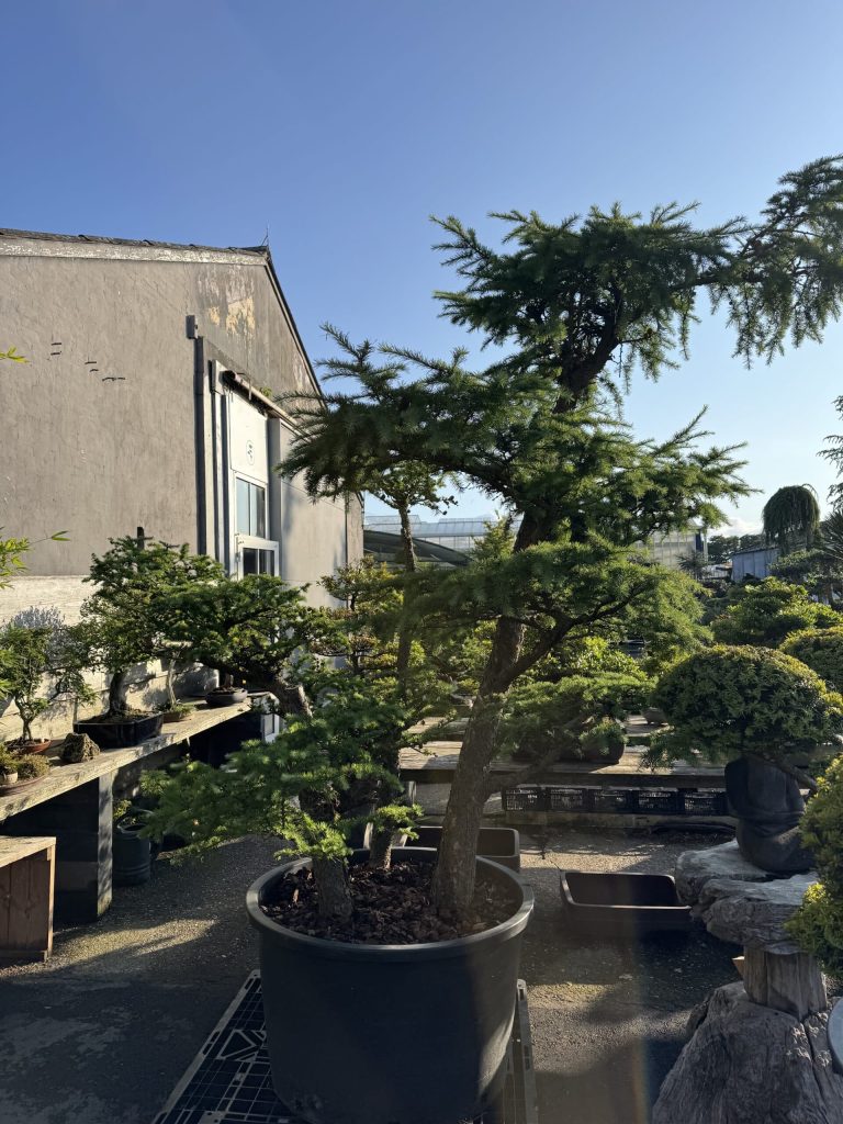 Bomen huren voor uw event — alles wat u moet weten