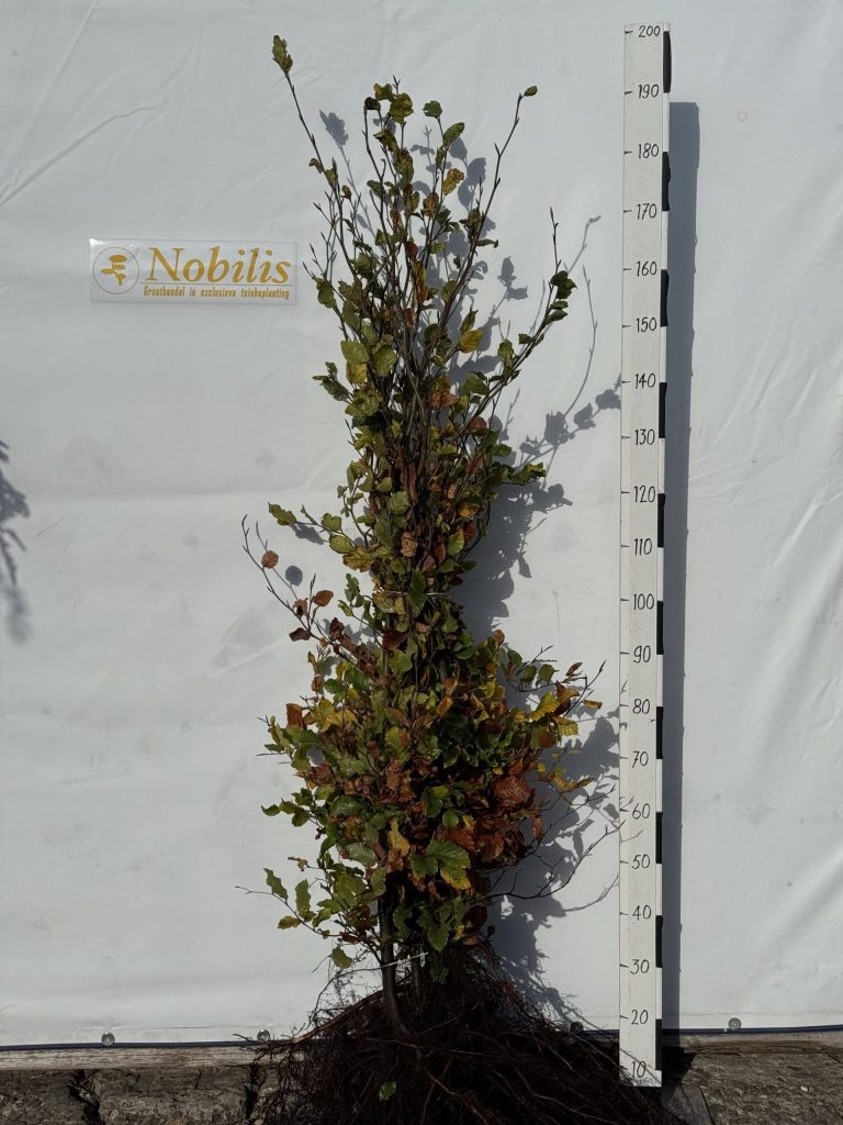 Voorjaarscollectie 2026: 30+ nieuwe soorten in de kwekerij