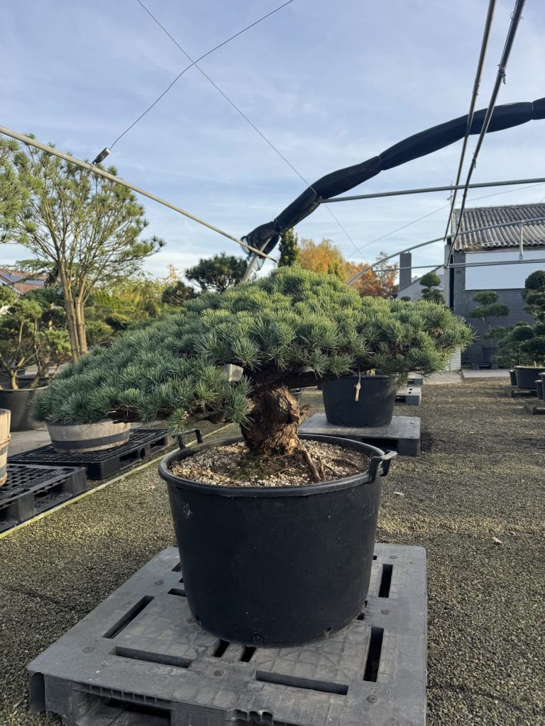 Mediterrane potgrond