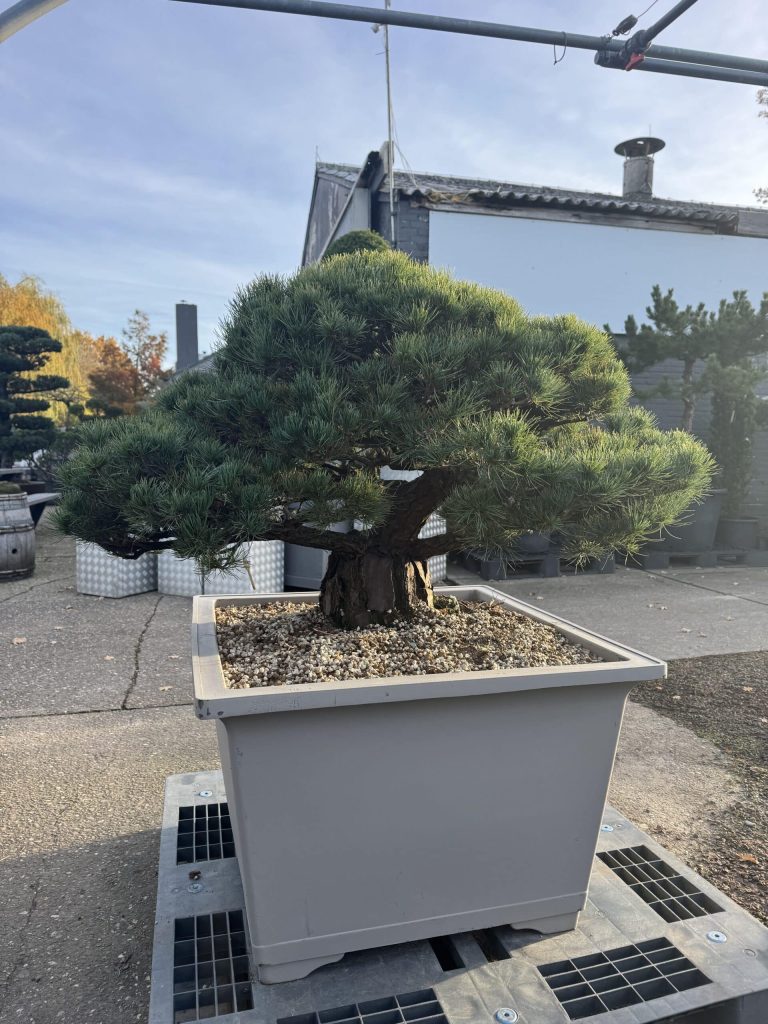 Biologische aanplantgrond