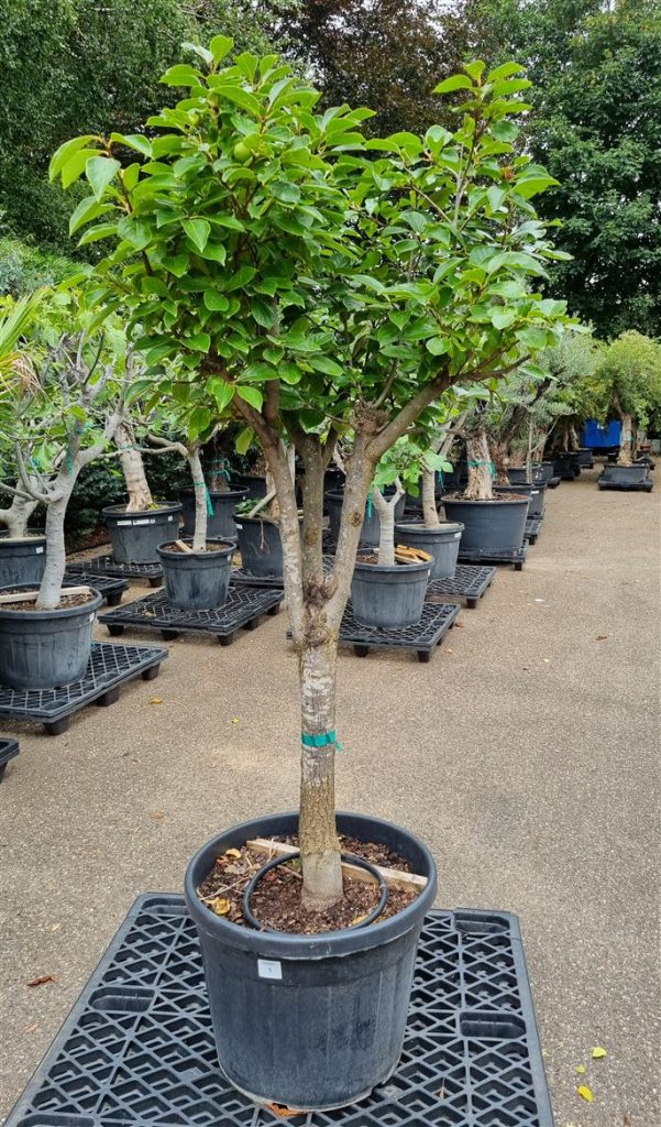 Juniperus pfitzeriana vormsnoei