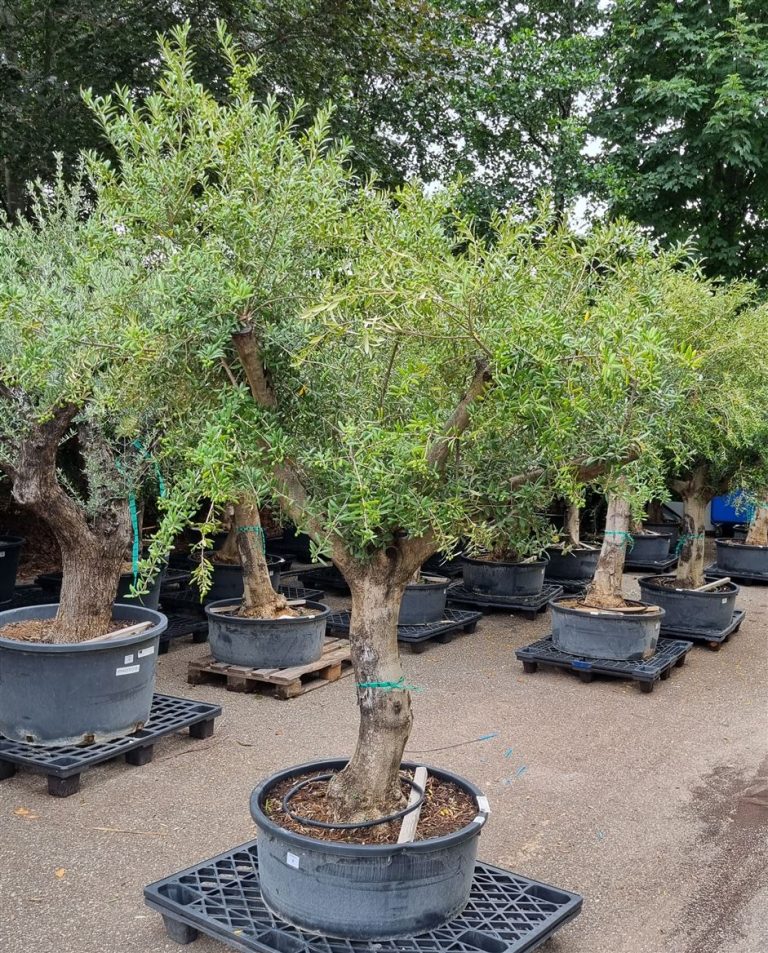 Mediterrane potgrond